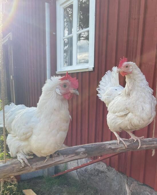 Gamla Ersgarden I Ersmark Umeå Exteriör bild